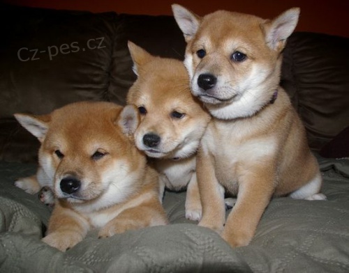 štěňata shiba inu