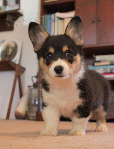 krásná štěňátka Cardigan Welsh corgi