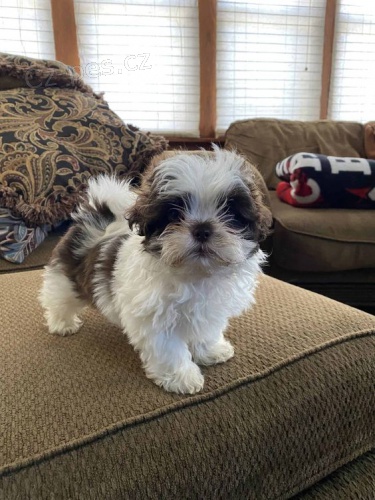 štěňata SHIH TZU