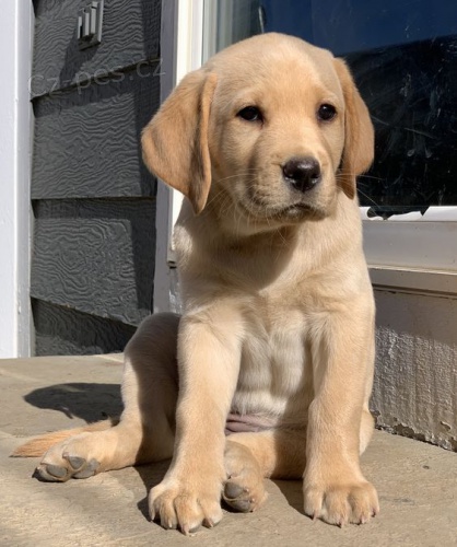 Zdravá a krásná štěňata labradorského retrívra