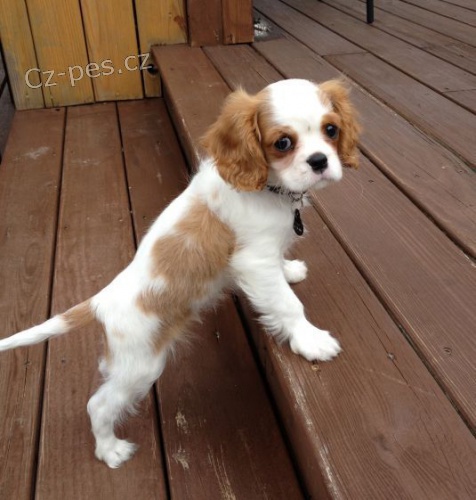 Prodám mini očkovaná štěňata Kavalír King Charles Spaniel.