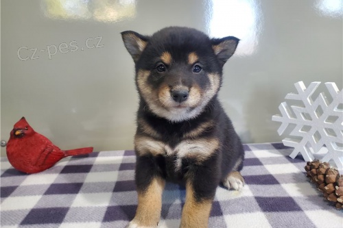 Prodm super zdrav tata Shiba Inu