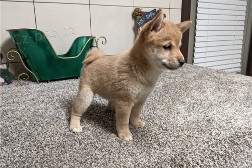 Prodm super zdrav tata Shiba Inu