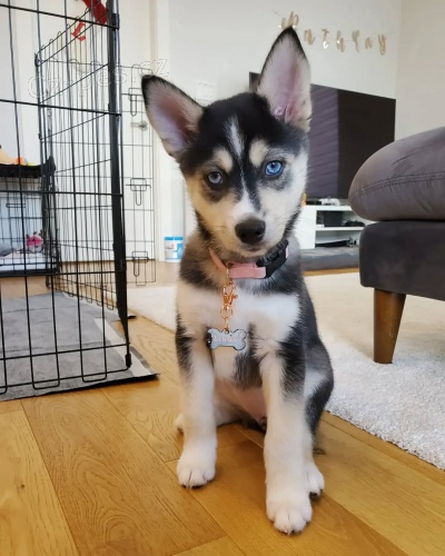 tata sibiskho huskyho k adopci. dobe trnovan a zdrav.