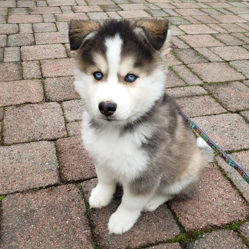 tata sibiskho huskyho k adopci. dobe trnovan a zdrav.