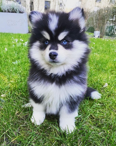 tata sibiskho huskyho k adopci. dobe trnovan a zdrav.