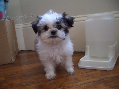 Prodm tata mini Shih Tzu.