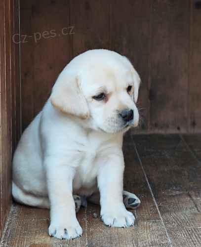 Nabdka tnte labradorskho retrievera