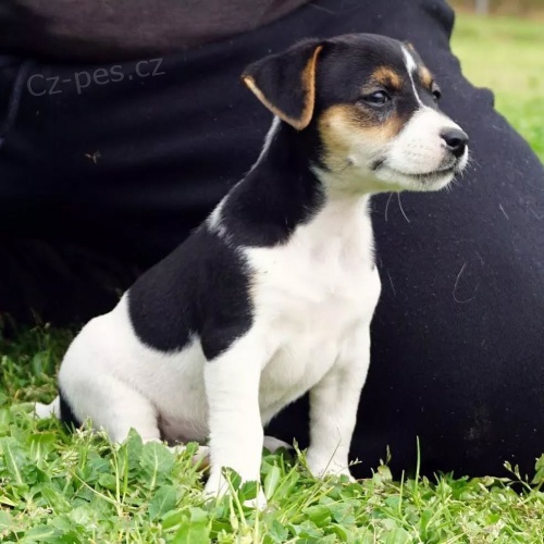 tata jack russell terira.