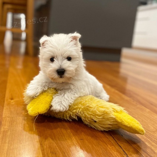 tata West Highland White Terriers