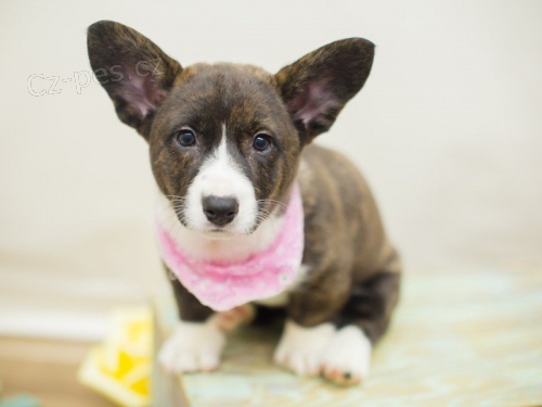 Cardigan Welsh corgi.