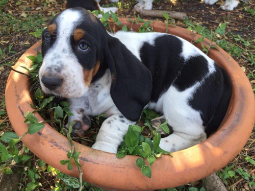 Zdrav tata Basset hound