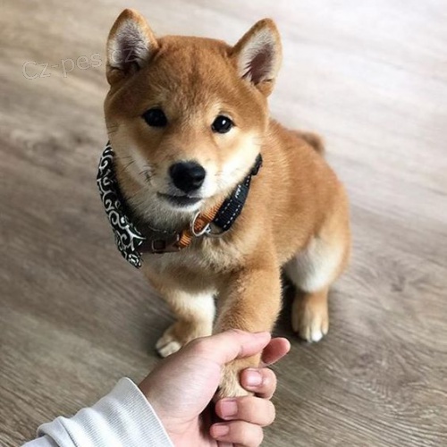 tata shiba inu