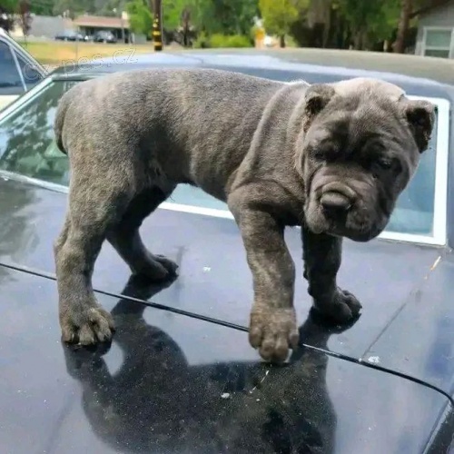 Italsk corso pes (Cane Corso Italiano)