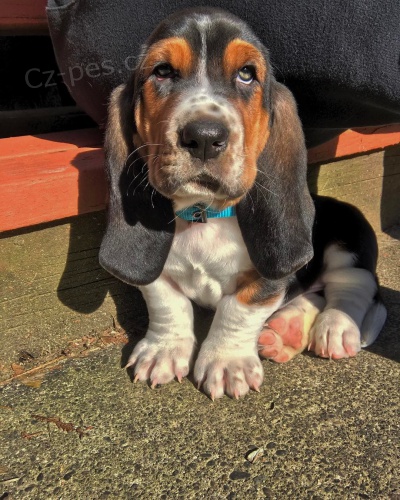 tata Basset hound
