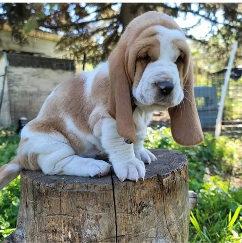 tata Basset hound