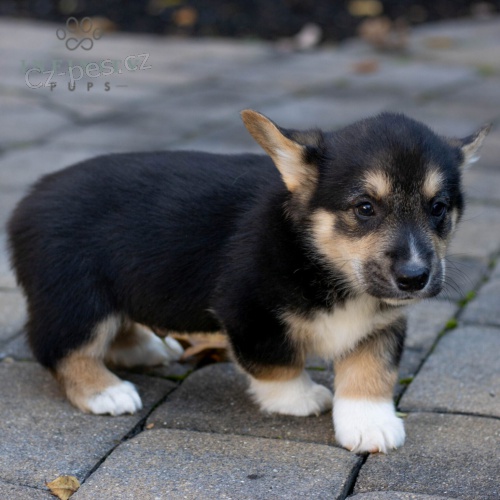 tata Pembroke Welsh Corgi