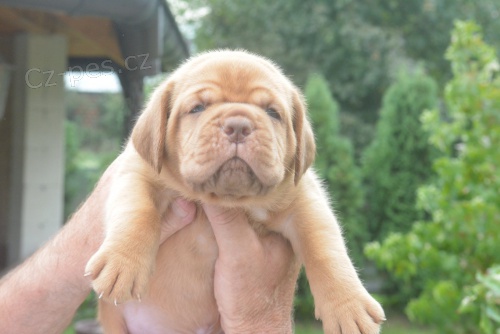 Bordeauxská doga (Dogue de Bordeaux) krásná štěňata Bordeauxská doga (Dogue de Bordeaux) krásná štěňata