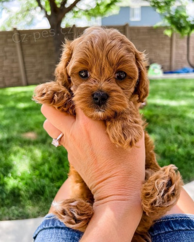 Cavapoo Cavapoo
