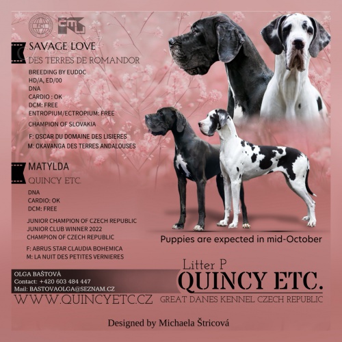 Německá doga -štěňata s PP Německá doga -štěňata s PP