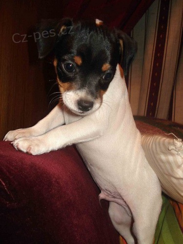 jack russell terira.