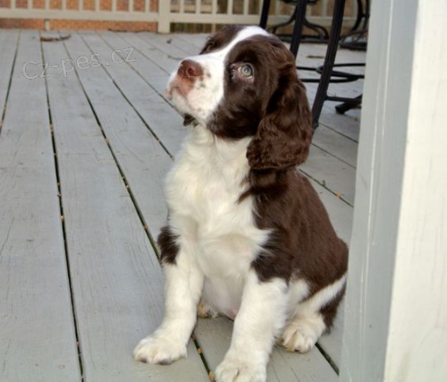 Anglick pringr panll