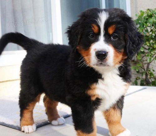 bernsk�ho sala�nick�ho psa