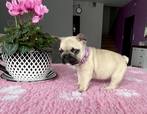 Francouzsk� buldo�ek