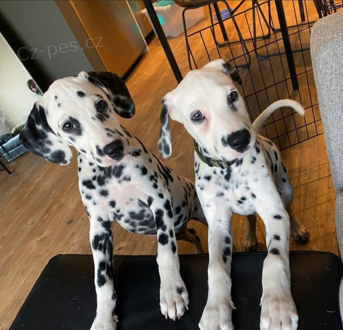 �t��ata dalmatin�