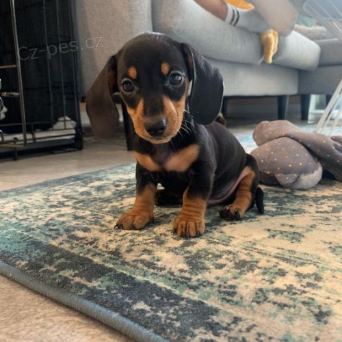 trpasli�� �t��ata hladkosrst�ho jezev��ka