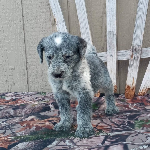 Australian cattle Dog Heeler