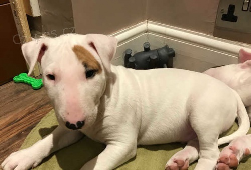 anglick�ho bulteri�ra