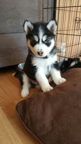 �t��ata sibi�sk�ho huskyho