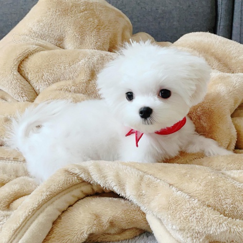 �t��ata malt�zsk�ho ov��ka k dispozici