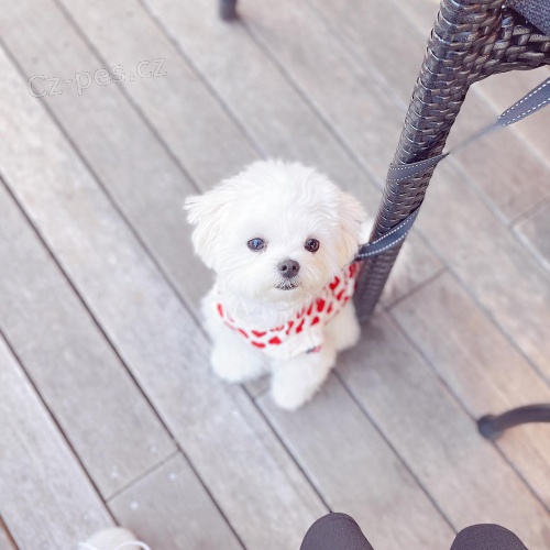 �t��ata malt�zsk�ho ov��ka k dispozici