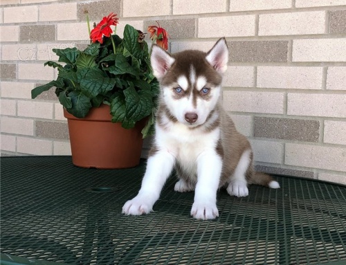 �t��ata sibi�sk�ho huskyho