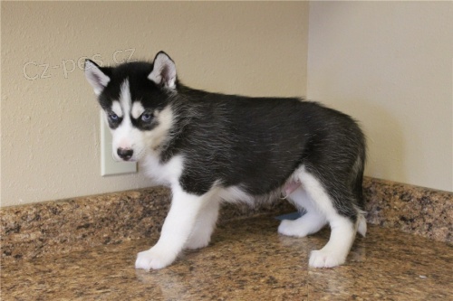 �t��ata sibi�sk�ho huskyho