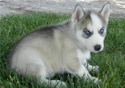 �t��ata sibi�sk�ho huskyho