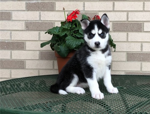 �t��ata pudla k dispozici