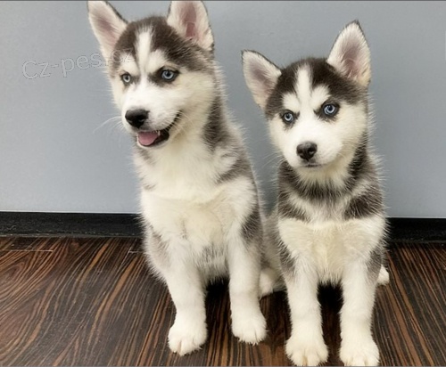 �t�nata Sibi�sk� husky
