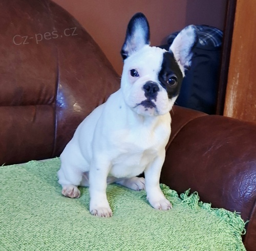 Francouzsk� buldo�ek � kr�sn� fene �t�n�