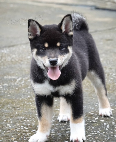 �t��ata Akita Inu