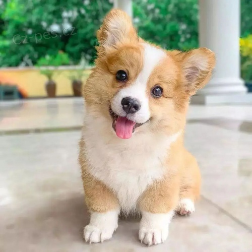 �t��ata vel�sk�ho corgi pembroke