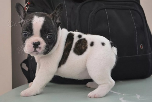 3 �t��ata francouzsk�ho buldo�ka