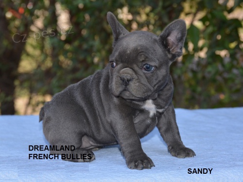 3 �t��ata francouzsk�ho buldo�ka