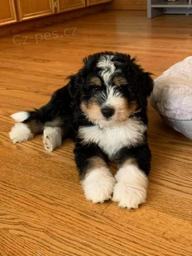 �t��ata Bernedoodle