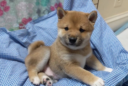 �t��ata shiba inu