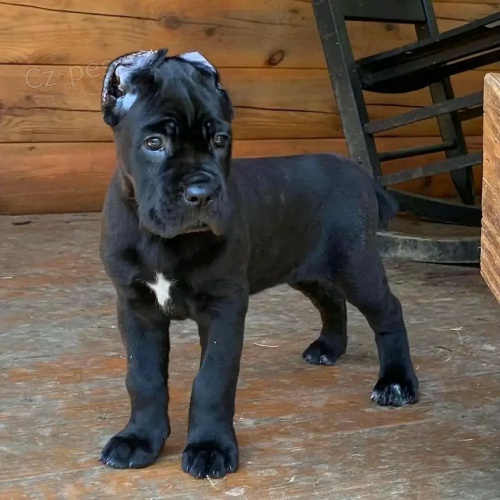 Italsk� corso pes (Cane Corso Italiano)