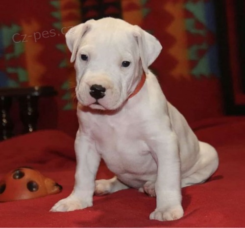 �t��ata argentinsk�ho doga