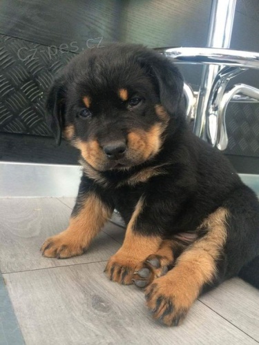 �t���tka rotvajlera.